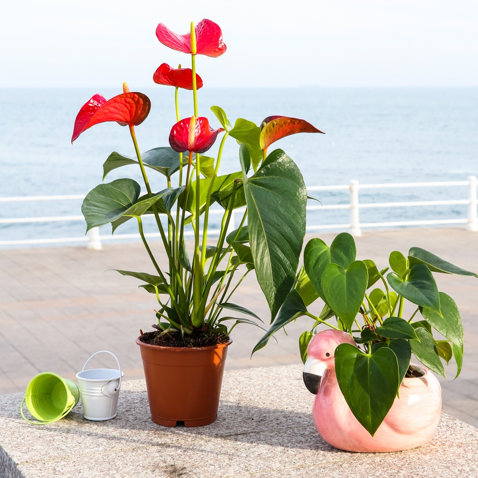 kwiaty anturium w doniczkach